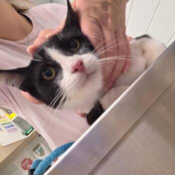 Big boy -  Domestic Short Hair Cat for Adoption in Chattanooga, Tennessee - Big Boy | PetCurious