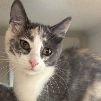 Daenerys -  Domestic Medium Hair Cat for Adoption in Gloucester, Virginia - Daenerys | PetCurious