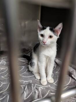 Texas Sheet Cake -  Domestic Short Hair Cat for Adoption in Marietta, Ohio - Texas Sheet Cake | PetCurious