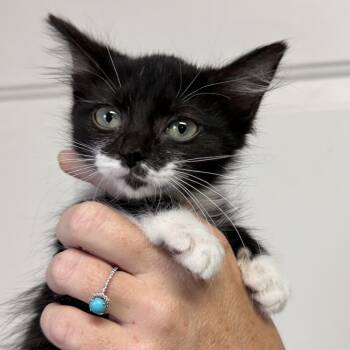 Storm -  Tuxedo and Domestic Short Hair Cat for Adoption in Columbia, South Carolina - Storm | PetCurious