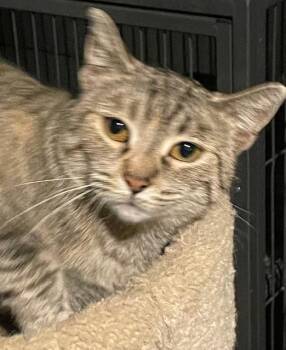 Rescue Domestic Short Hair Cats for Adoption in Woodstock, Illinois - Betty | PetCurious