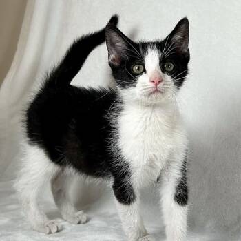 Oreo -  Domestic Short Hair Cat for Adoption in Johnson City, Tennessee - Oreo | PetCurious