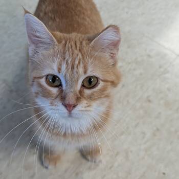 Rescue Domestic Medium Hair Cats for Adoption in Milford, Iowa - Tangerine | PetCurious