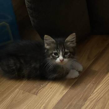 Soda Pop -  Domestic Medium Hair Cat for Adoption in Manhattan, Kansas - Soda Pop | PetCurious