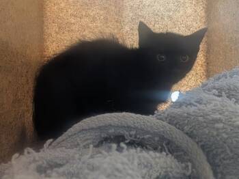 REDFIELD -  Domestic Short Hair Cat for Adoption in Kent, Washington - REDFIELD | PetCurious