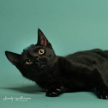Caddie -  Domestic Medium Hair Cat for Adoption in Tipton, Indiana - Caddie | PetCurious