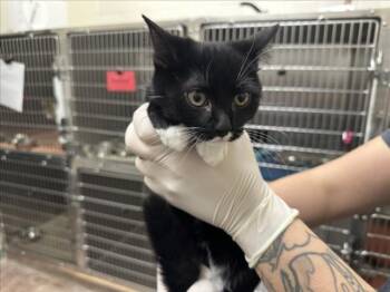 LATTE -  Domestic Short Hair Cat for Adoption in Santa Fe, New Mexico - LATTE | PetCurious