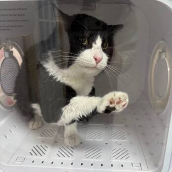 Batman -  Domestic Medium Hair Cat for Adoption in Reno, Nevada - Batman | PetCurious