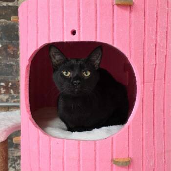 Lisa -  Domestic Short Hair Cat for Adoption in New Orleans, Louisiana - Lisa | PetCurious