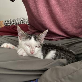 Anchovy -  Domestic Short Hair Cat for Adoption in Evanston, Illinois - Anchovy | PetCurious