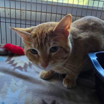 Domestic Short Hair Cats Available for Adoption - Cannoli | PetCurious