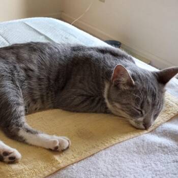 Sweet Pea Young -  Domestic Short Hair Cat for Adoption in Woodstock, Virginia - Sweet Pea Young | PetCurious
