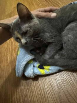 Rescue Domestic Short Hair Cats for Adoption in Mansfield, Texas - Love | PetCurious