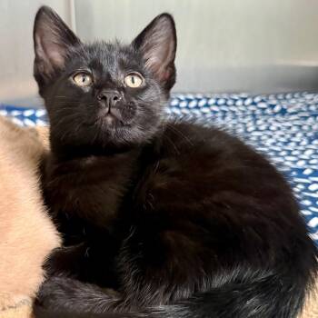 Koko -  Domestic Short Hair Cat for Adoption in Asheville, North Carolina - Koko | PetCurious