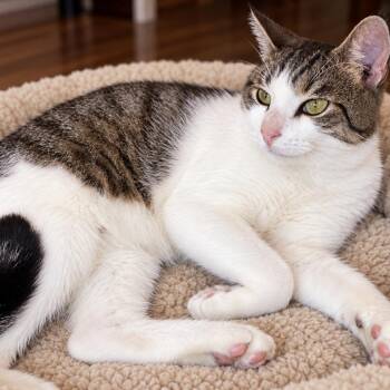Oliver Twist -  Domestic Short Hair Cat for Adoption in Port Neches, Texas - Oliver Twist | PetCurious