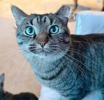 Rescue Tabby Cats for Adoption in Philadelphia, Pennsylvania - Clancy | PetCurious