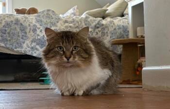 Professor RJ Lupin -  Domestic Long Hair Cat Available for Adoption in Pawtucket, Rhode Island - Professor RJ Lupin | PetCurious