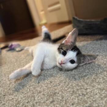 Dickory -  Domestic Short Hair Cat for Adoption in Houston, Texas - Dickory | PetCurious
