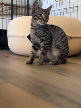 Bruce -  Tabby and Bengal Cat for Adoption in Orange, California - Bruce | PetCurious