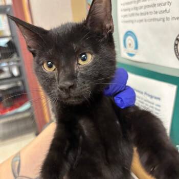 Huckleberry -  Domestic Short Hair Cat for Adoption in Saint Joseph, Missouri - Huckleberry | PetCurious