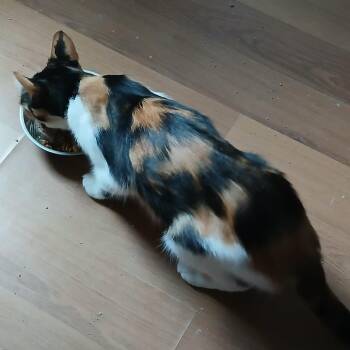 Mindy -  Domestic Short Hair Cat for Adoption - Mindy | PetCurious