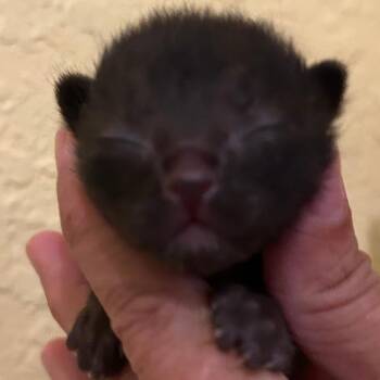 VEGAS -  Domestic Short Hair Cat Available for Adoption in Fort Lauderdale, Florida - VEGAS | PetCurious