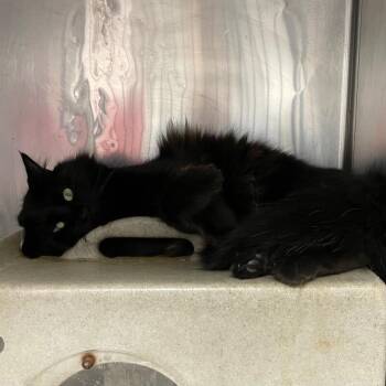 Pepper -  Domestic Long Hair Cat for Adoption in Roanoke, Virginia - Pepper | PetCurious