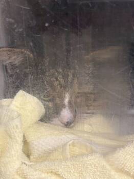 Rescue Domestic Short Hair Cats for Adoption in Longmont, Colorado - Fella | PetCurious