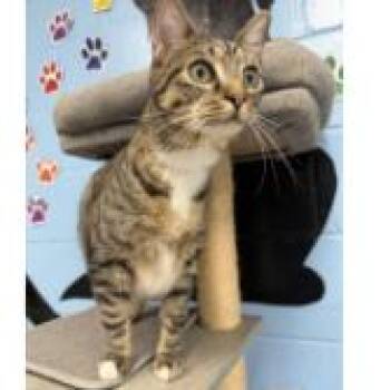 Delilah -  Domestic Short Hair Cat for Adoption in Tallahassee, Florida - Delilah | PetCurious
