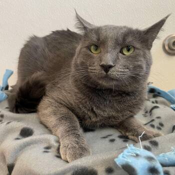 Domestic Short Hair Cats Available for Adoption in Rochester, Minnesota - Mr. Grey | PetCurious