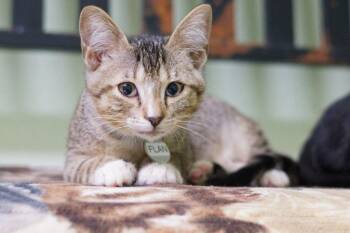 Flan -  Domestic Short Hair Cat for Adoption in Hot Springs, Arkansas - Flan | PetCurious