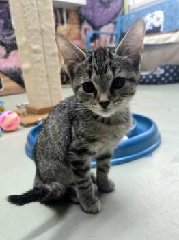 Fruit Cake -  Domestic Short Hair Cat for Adoption in Savannah, Georgia - Fruit Cake | PetCurious