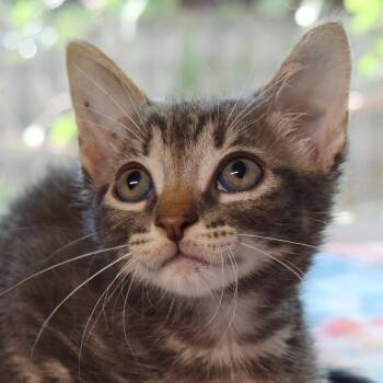 Titanium -  Domestic Short Hair Cat for Adoption in Bulverde, Texas - Titanium | PetCurious