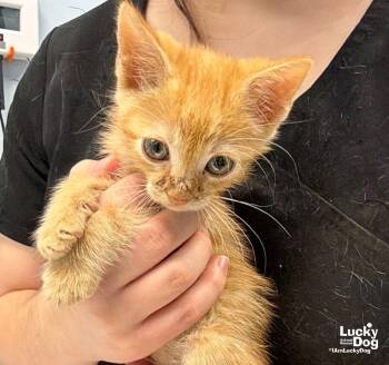 Garfield -  Domestic Short Hair Cat for Adoption in Washington, District Of Columbia - Garfield | PetCurious
