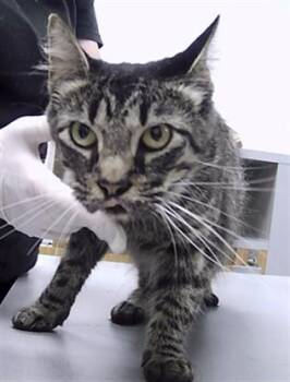 MAMA -  Domestic Medium Hair Cat for Adoption in St. Cloud, Florida - MAMA | PetCurious