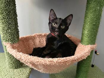 Koa -  Domestic Short Hair Cat for Adoption in Apex, North Carolina - Koa | PetCurious