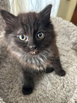 Cat-Apult -  Domestic Long Hair Cat for Adoption in New Bedford, Massachusetts - Cat-Apult | PetCurious