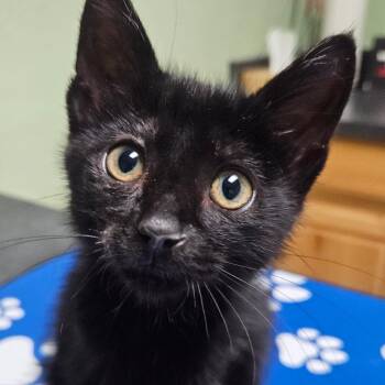 Yokai -  Domestic Short Hair Cat for Adoption in Stephenville, Texas - Yokai | PetCurious