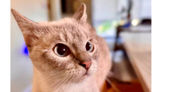 Rescue Siamese Cats for Adoption in Austin, Texas - Freya 5 | PetCurious