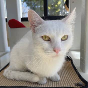 Betty White -  Domestic Short Hair Cat for Adoption in Riverwoods, Illinois - Betty White | PetCurious