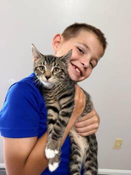 Rescue Tabby Cats for Adoption in Frederick, Maryland - Humphrey | PetCurious