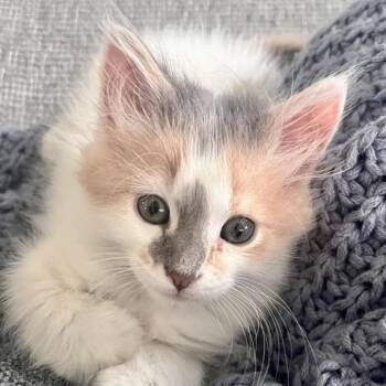 Lettuce Hammy 57620 -  Domestic Long Hair Cat for Adoption in Eaton Rapids, Michigan - Lettuce Hammy 57620 | PetCurious