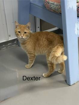 Dexter -  American Shorthair Cat for Adoption in Big Rapids, Michigan - Dexter | PetCurious