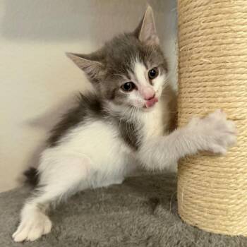Pudding -  Domestic Short Hair Cat for Adoption in Midland, Texas - Pudding | PetCurious