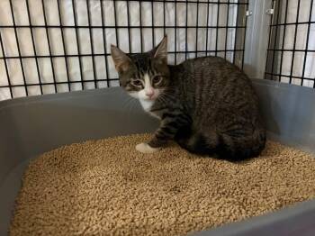 Ancho -  Domestic Short Hair Cat for Adoption in Raleigh, North Carolina - Ancho | PetCurious