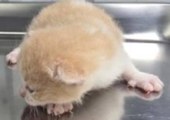 Squishy -  Domestic Short Hair Cat for Adoption in Simcoe, Ontario - Squishy | PetCurious