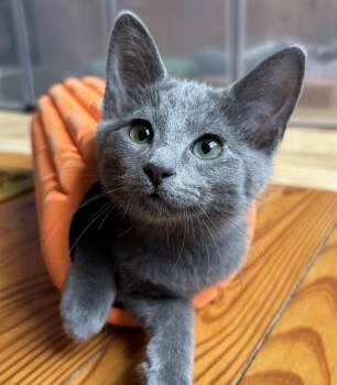 SHANE -  Domestic Short Hair Cat for Adoption in Louisville, Kentucky - SHANE | PetCurious