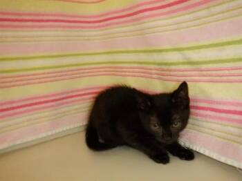 TILLY -  Domestic Short Hair Cat for Adoption in San Jose, California - TILLY | PetCurious