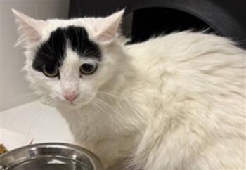 SNOWBELL -  Domestic Medium Hair Cat for Adoption in Ontario, California - SNOWBELL | PetCurious