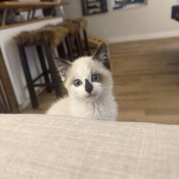 Carmelo -  Domestic Long Hair Cat for Adoption in Park City, Utah - Carmelo | PetCurious